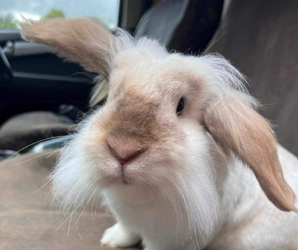 Volunteers will have the chance to get up close with the farm's collection of animals. Image credit: Nub News. 