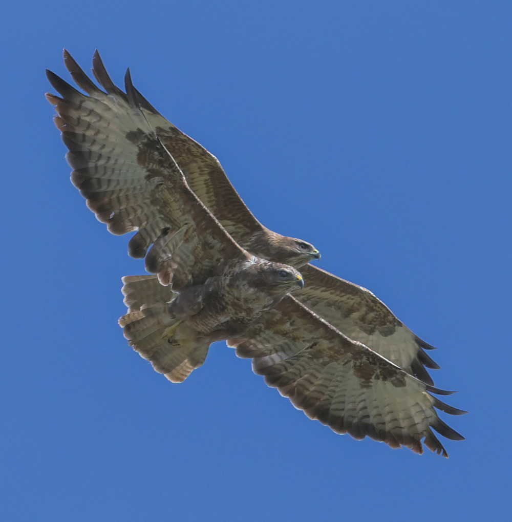 Buzzards in perfect harmony (Picture: Verity Hill/SWNS)