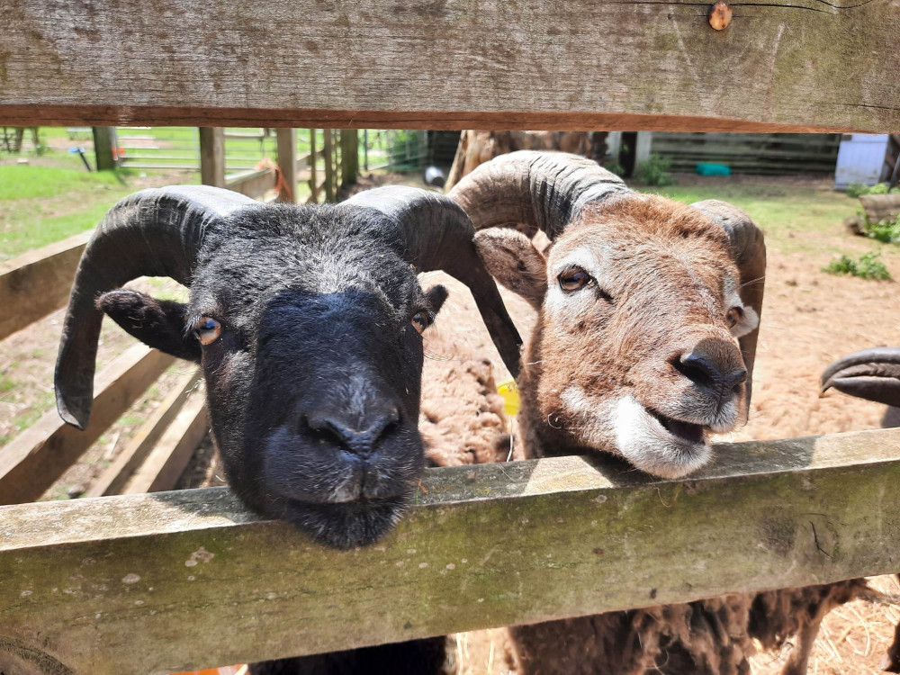 Meet the team at the farm this Half Term.