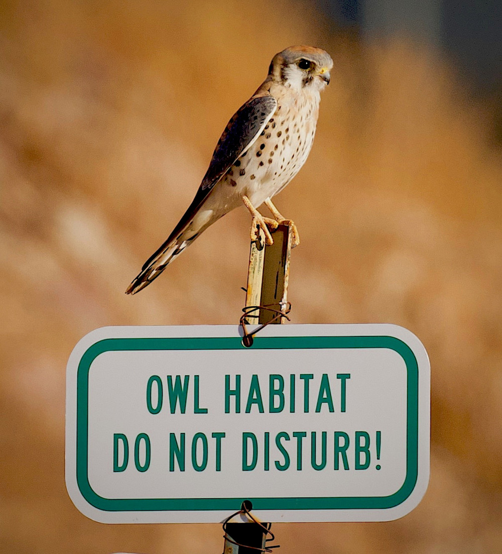 Clever kestrel (Picture: SWNS)