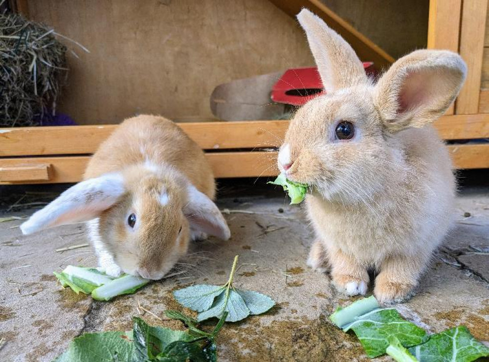 Rabbits need rehoming (Picture: RSPCA)