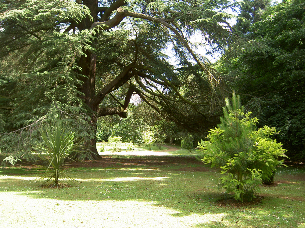 Trees in Oakham will be assessed for quality and condition. Image credit: RCC. 