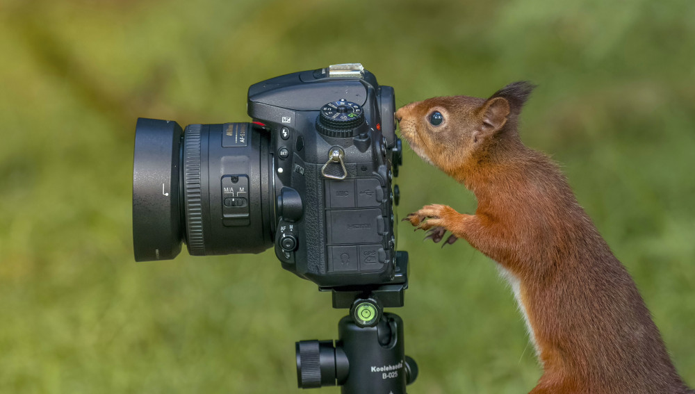 Squirrel snap (Picture: SWNS)