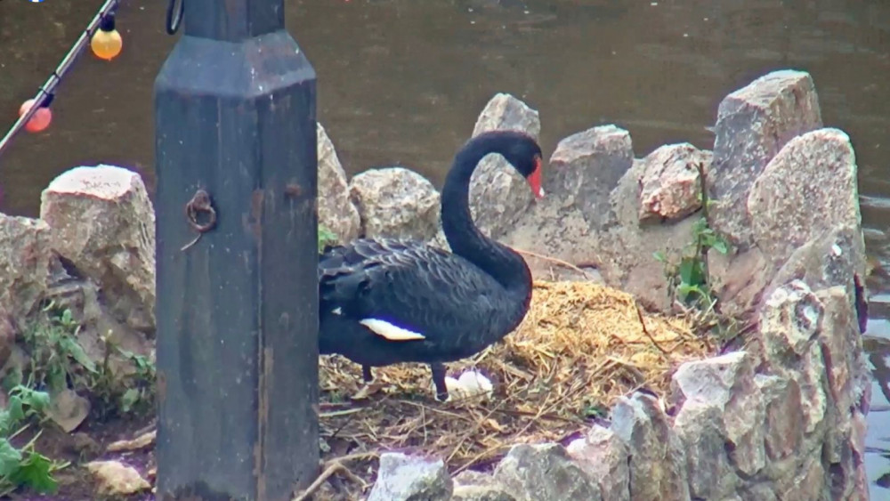 Black swan with two eggs in nest (Coast Cams)