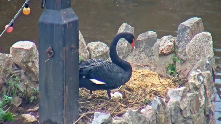 Black swan with two eggs in nest (Coast Cams)