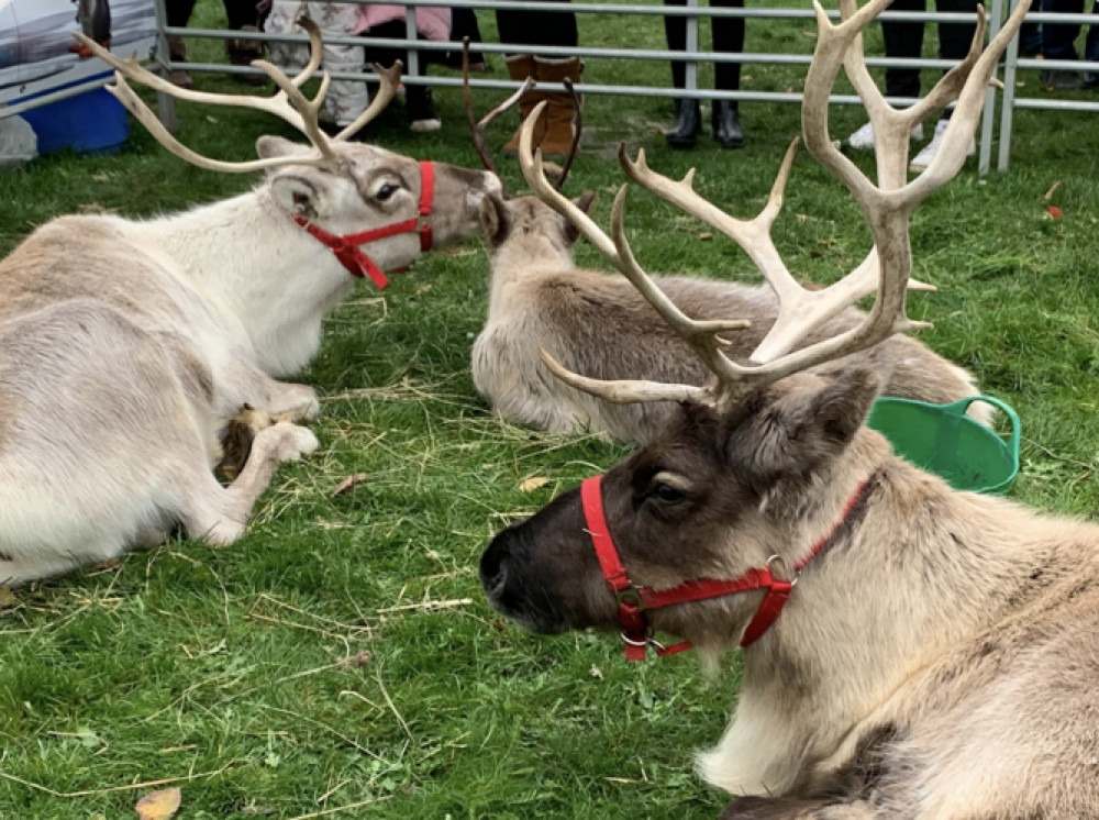Reindeer in the Wynd in Letchworth town centre - find out more 
