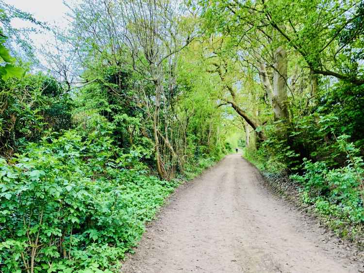 The track through the trees