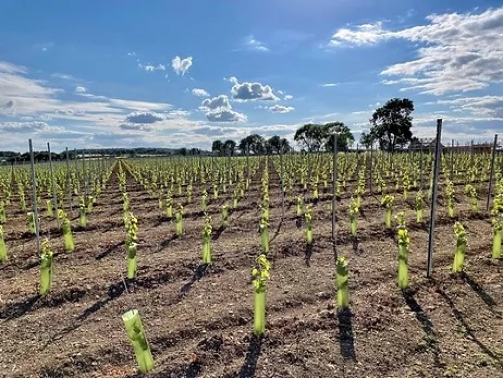 Rutland Vineyard is getting ready to harvest its first vines since planting in 2021. Image credit: Rutland Vineyard.