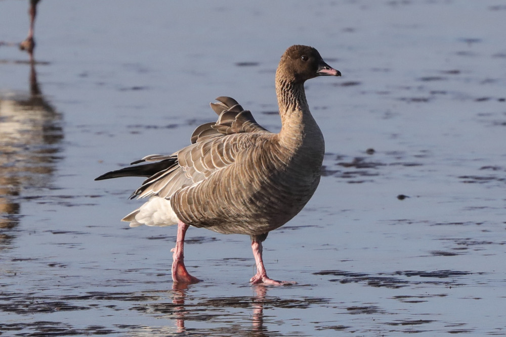 Goose in the pink (Picture: SWNS)