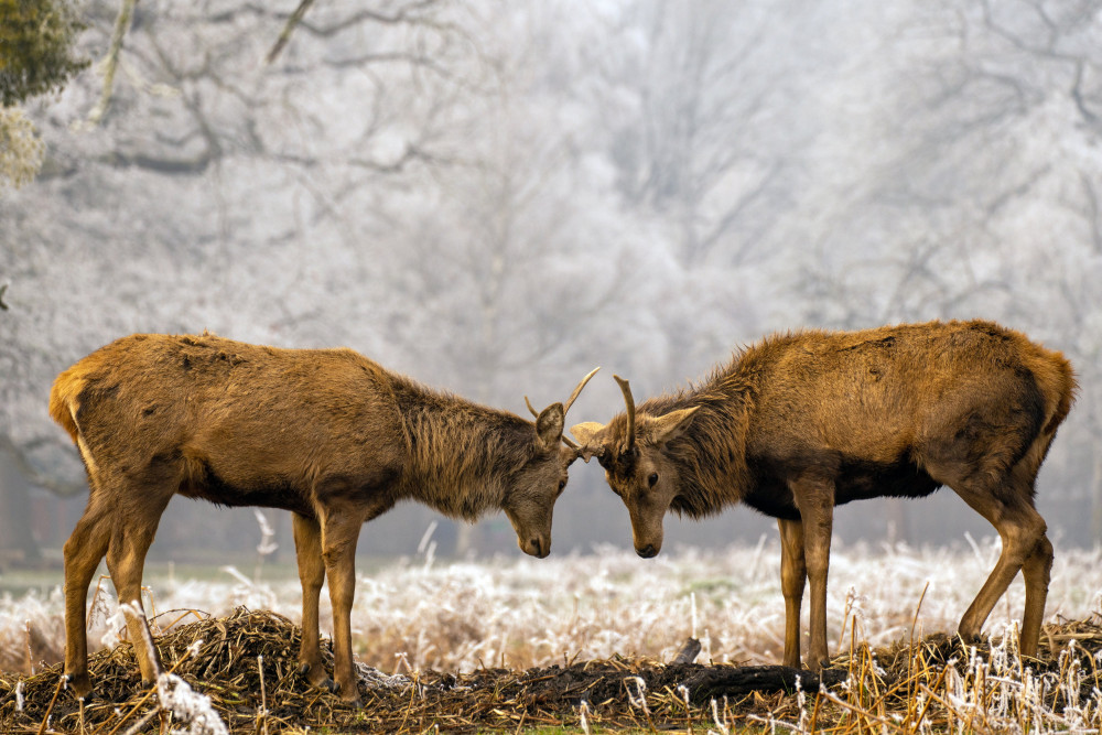 Head to head (Picture: SWNS)