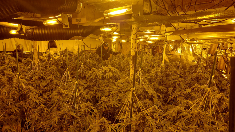 Police in Stockport have discovered over £40,000 worth of cannabis after executing a search warrant this morning (6 October) (Image - GMP)