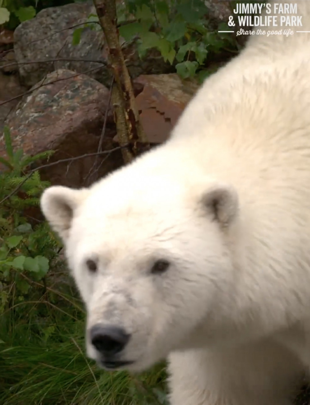 Ewa the polar bear at Jimm's Farm (Picture: Facebook Reel)