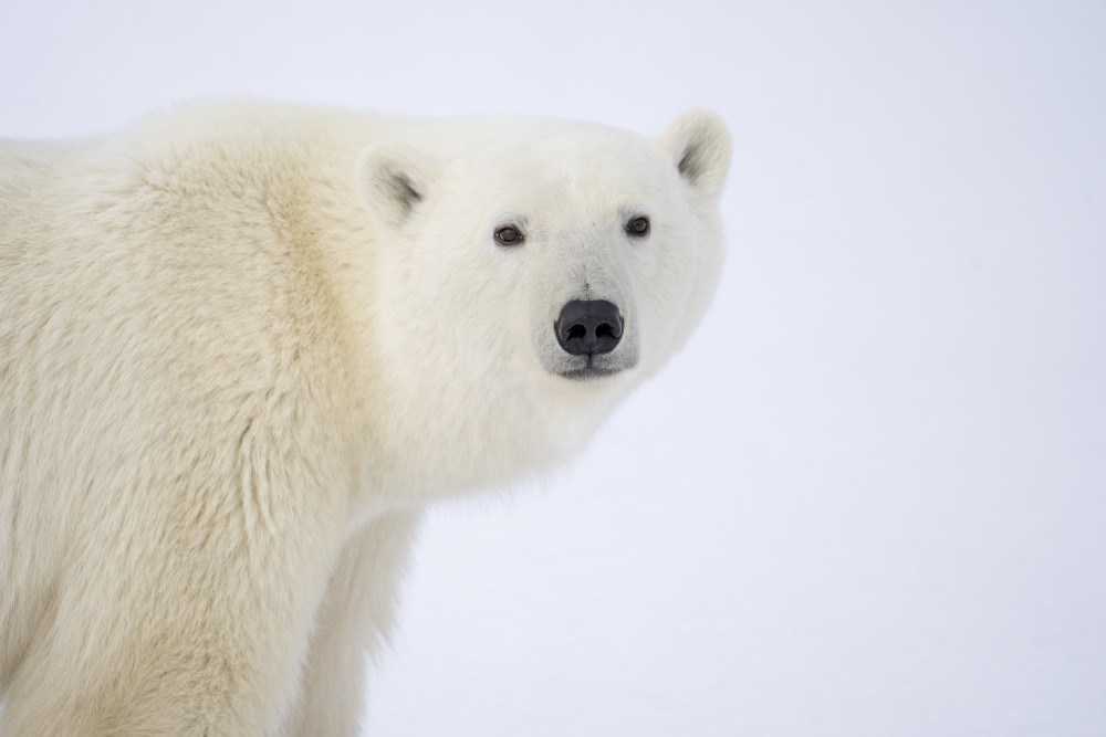 Polar bears belong in the arctic - not Suffolk (Picture: SWNS