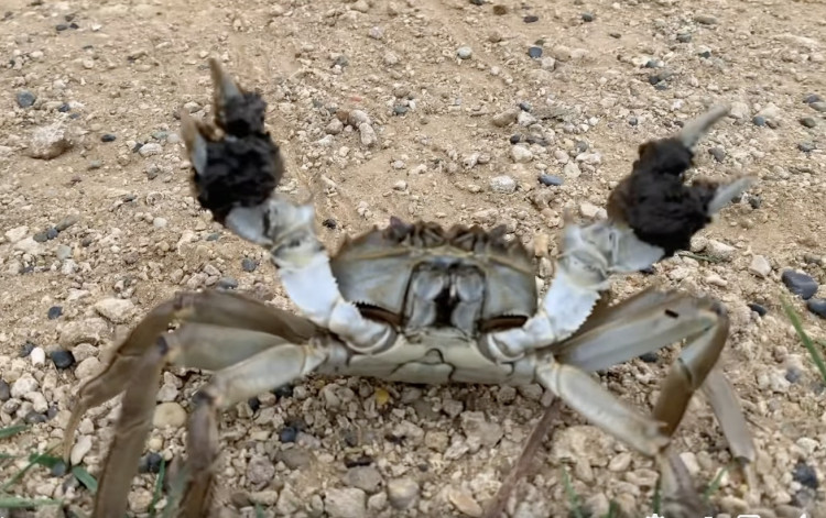 Bushy Park Crab. (Photo Credit: Andy Litchfield).