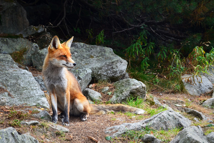 Three major UK nature charities—WWF, the RSPB, and the National Trust—are collaborating on this project