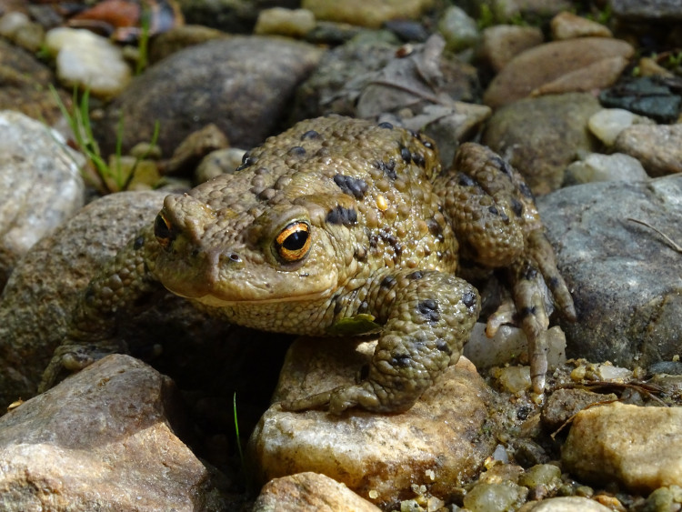 Three major UK nature charities—WWF, the RSPB, and the National Trust—are collaborating on this project