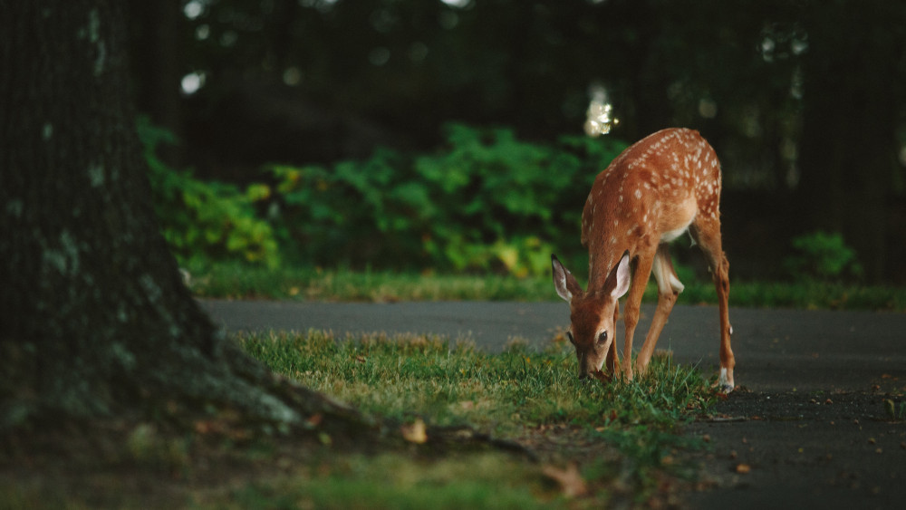 Three major UK nature charities—WWF, the RSPB, and the National Trust—are collaborating on this project