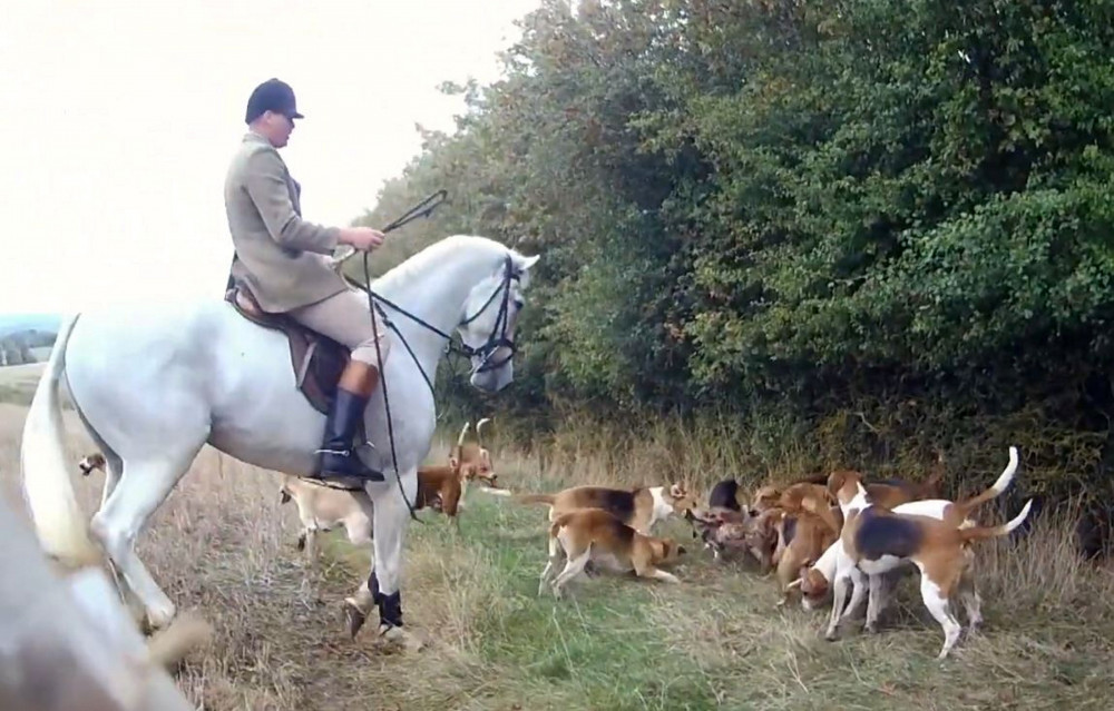 Protest group West Midlands Hunt Saboteurs has shared a video of a fox being attacked by dogs during a hunt in Warwickshire (image via SWNS)