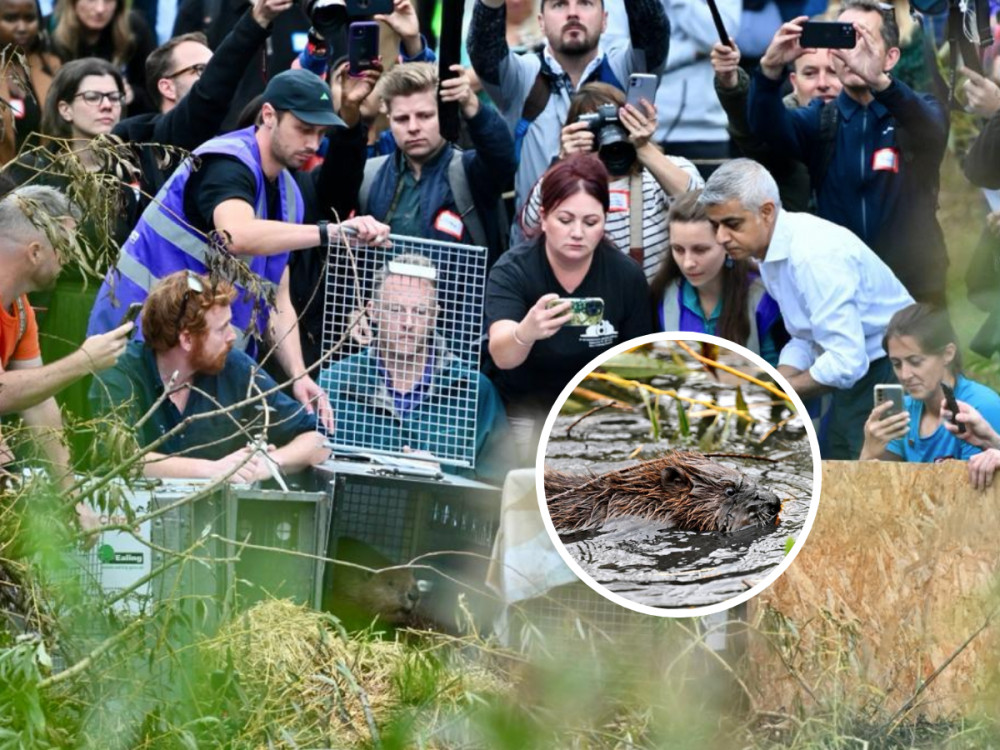 Wild beavers from Scotland have been released in West London for the first time ever (credit: Sadiq Khan/ X).