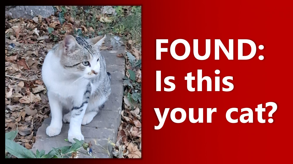 Heybridge residents say the cat has been visible in the area for a couple of weeks. (Composite: Ben Shahrabi)