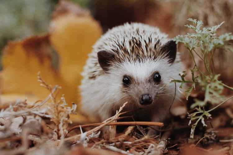 Kingston hedgehogs need your help