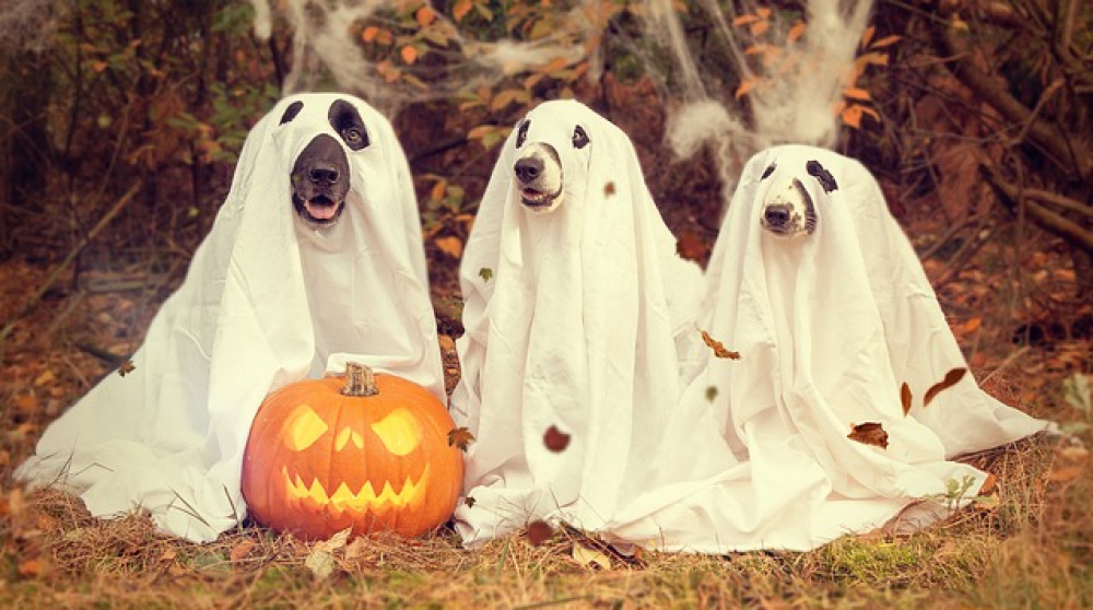 Ghostly furry friends ready to trick for treats! Photo : Frome Town Council 