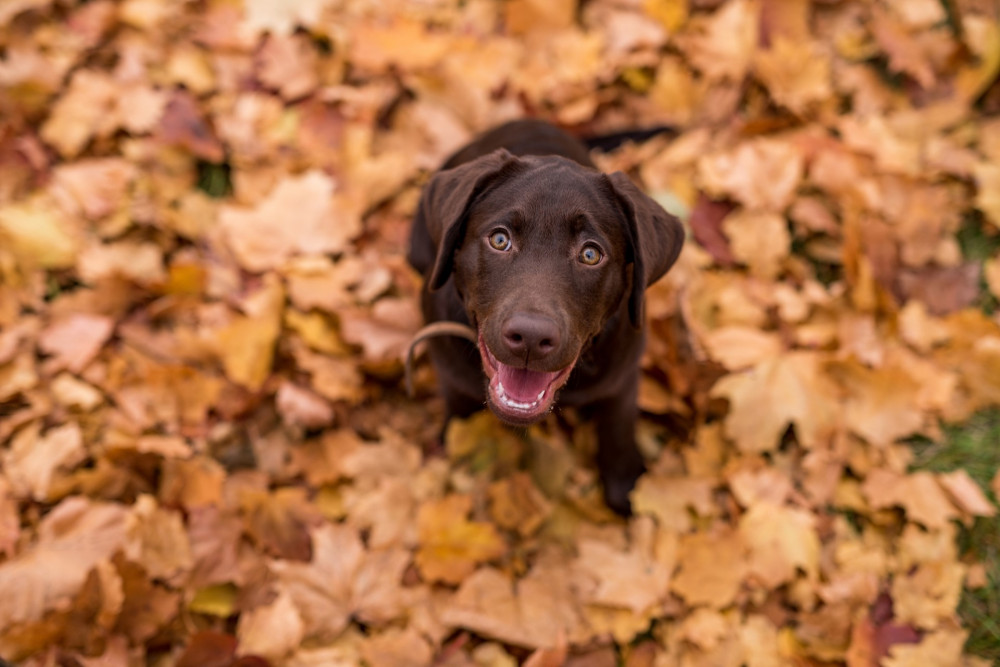 Tips for keeping pets safe during winter (Photo: Vets4Pets Alsager)