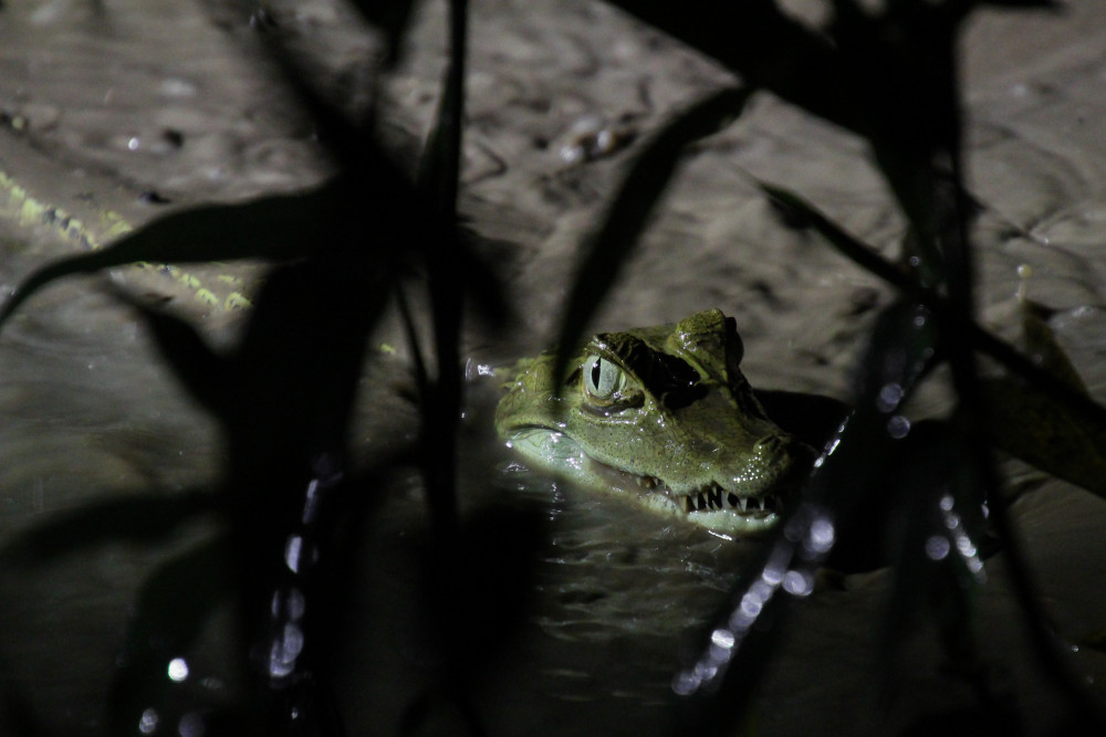  A moment in the Amazon: Carly Dutton-Edwards captures a Caiman lurking in the reeds of the Tambopata river, earning her a finalist spot in the British Photography Awards.