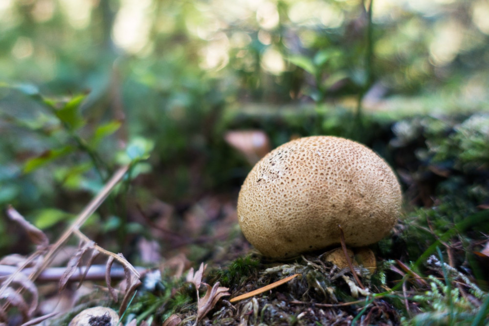 Common earthball fungus. Image credit: Holly Pretious