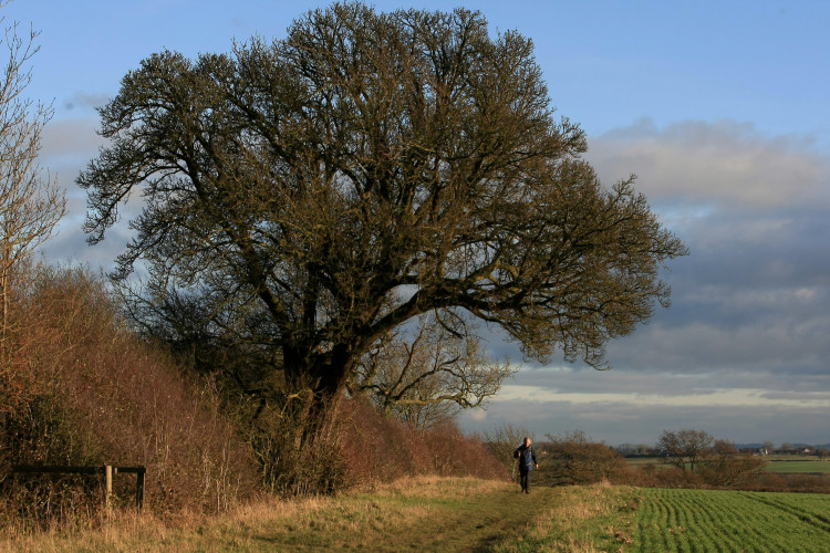 The Cubbington Pear Tree was cut down on Tuesday 20 October 2020 (image via SWNS)