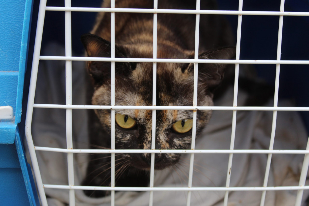 Female pedigree cat, Nutmeg, two, was found in Crewe, two weeks after going missing from her Bristol home 138 miles away (CAFO Rescue).