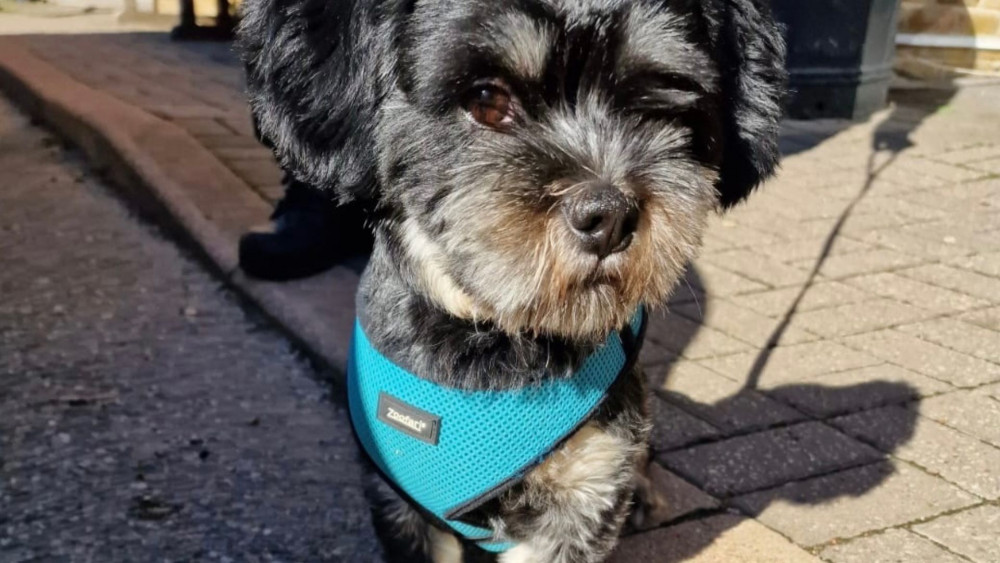 A dog has been reunited with its owners after being found in Richmond Park. (Photo Credit: Royal Parks Police).