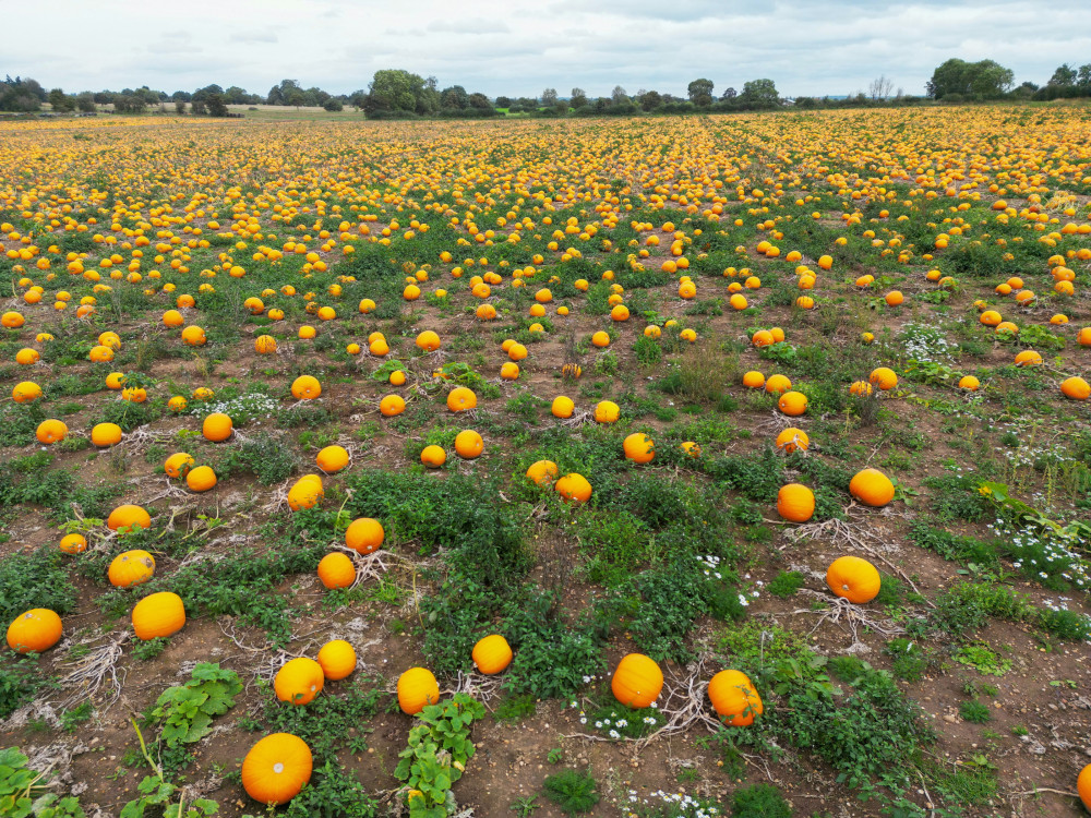 Pumpkins ready to be picked in Stratford-upon-Avon (image via SWNS)