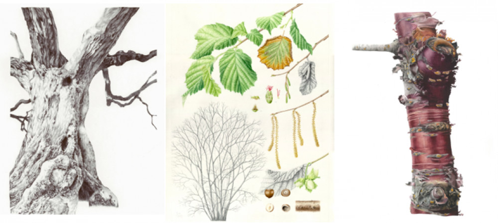 Death of an Olive tree due to Xylella by Valeria Brambilla, Hazel by Zoe Dobson, Prunus serrula by Marianna Zych. (Photo Credit: Kew Gardens).