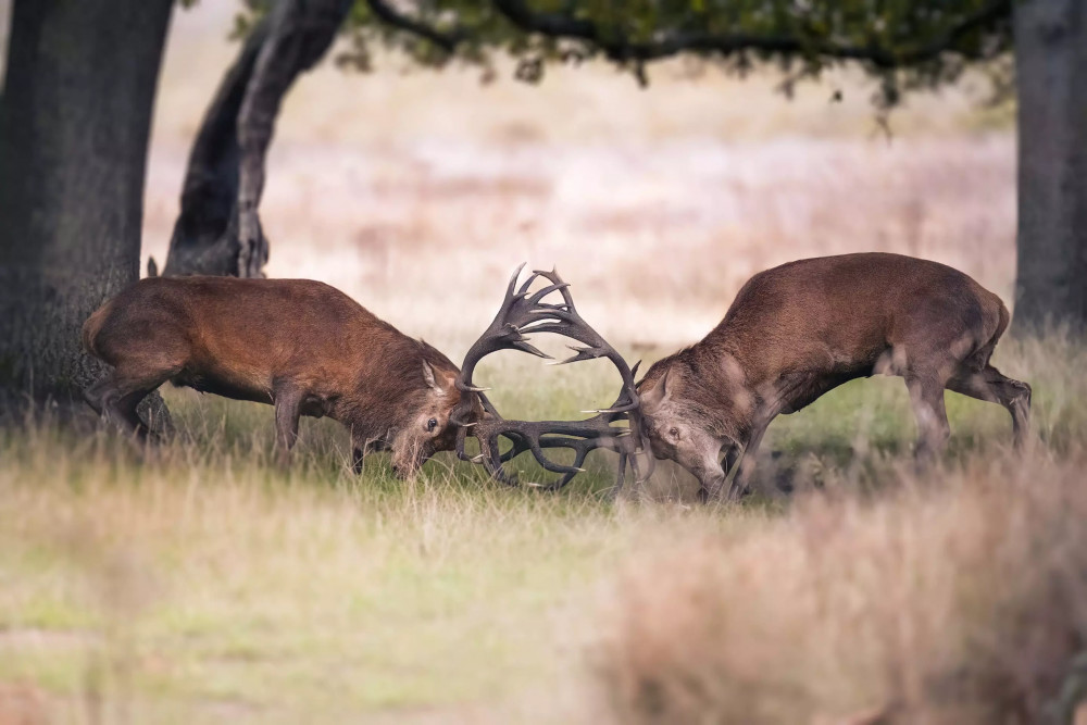 Deer rutting in the park. (Photo: Royal Parks)