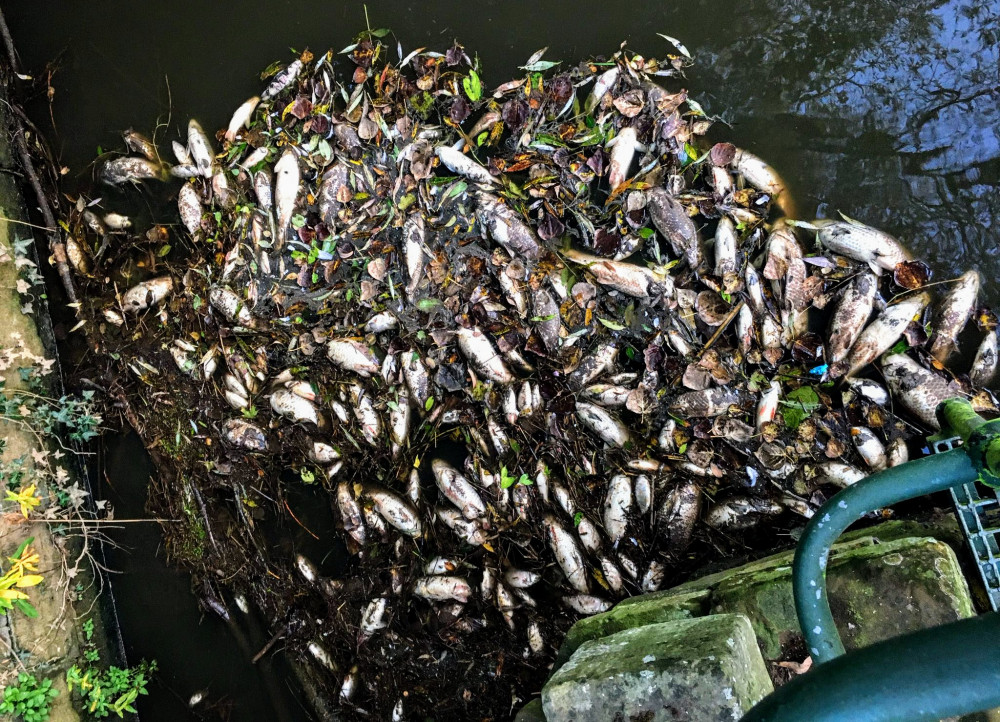A 'large number' of dead fish and birds, as well as debris, have been removed by the council from the riverside park areas in Nantwich (Cheshire East Council).