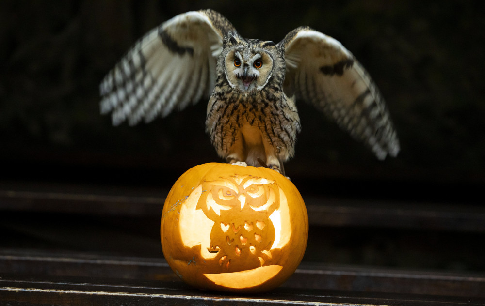Owl pumpkin (Picture: Liz Winter)