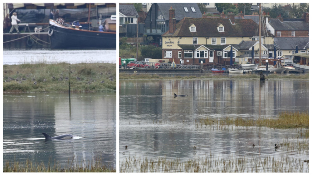 Simon Wood, author of Birds of Essex, captured extraordinary pictures of the dolphin in the river near The Queen's Head pub. (Credit: Simon Wood) 