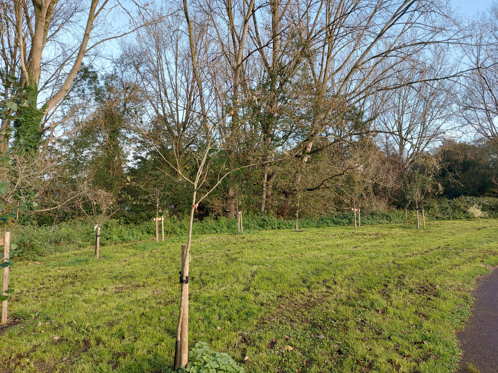 The community orchard in Frome. Frome Nub News 