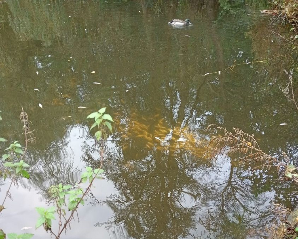 Around 200 dead fish have been found in a pond in Bramhall Park - the Environment Agency says there is 'no evidence of pollution' (Image - Nicky Todd)