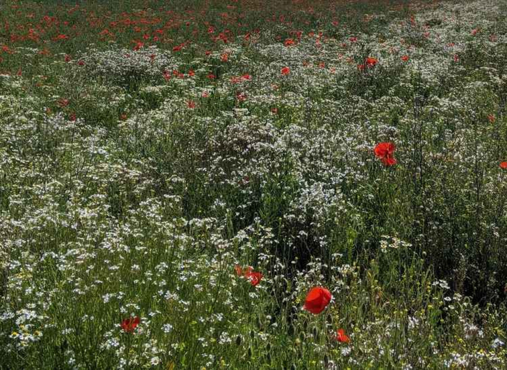 A photo of a wildflower meadow