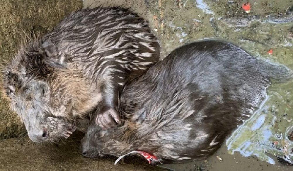 The beavers are said to be doing well at Secret World near Taunton