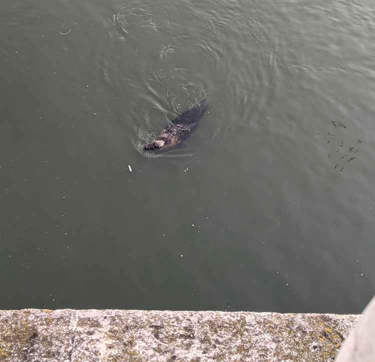Freddie spotted swimming under Kingston Bridge before the attack last month