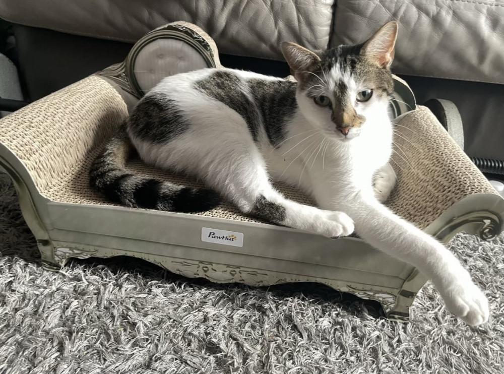 Frank the cat, a cat who went missing and whose owner Natalie Harwood started a petition calling for an end to animal cruelty after reports of a group of boys attacking animals in Claygate and Chessington. (Photo: LDRS)