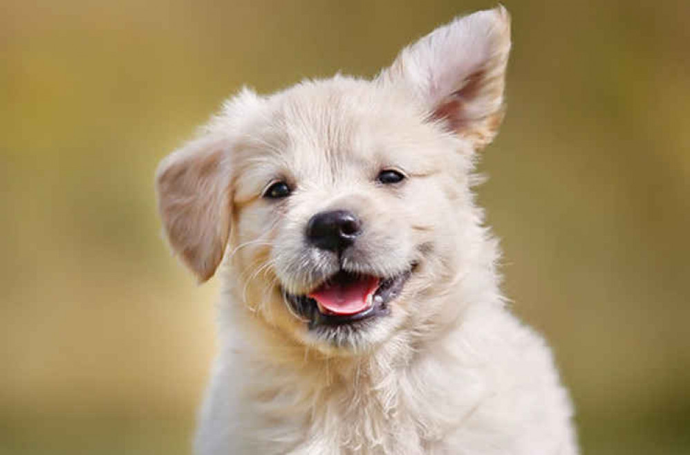 7-week old Golden Retriever puppy / Credit: John Voo via Flickr