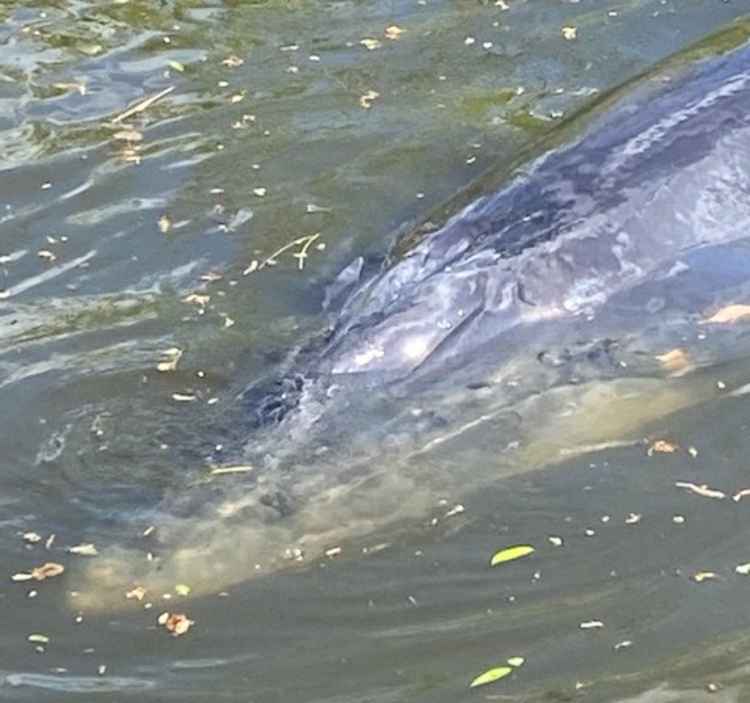 A closer view of the whale