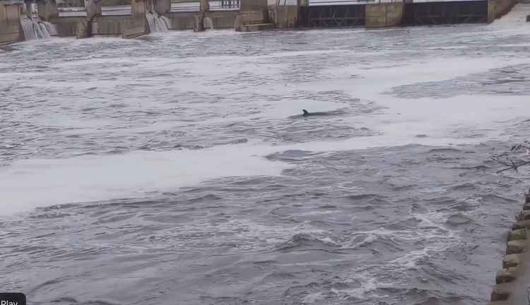 The whale was seen swimming by the weir earlier today