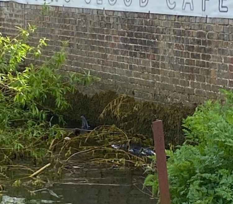 The whale became stuck by a local cafe / Credit: Stuart Higgins