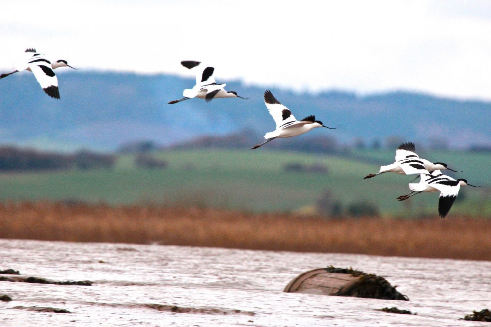 Guided Bird Watching 