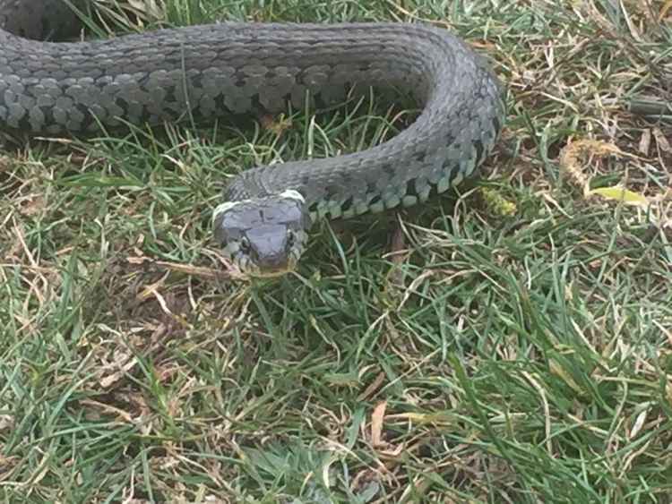 A photo of the reptile / Credit: Duncan Hyde A photo of the reptile / Credit: Duncan Hyde